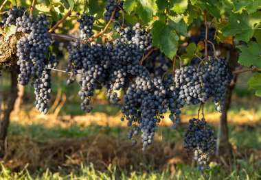 Üzüm bağındaki kırmızı merlot üzümlerini kapatın. Aziz Emilion, Gironde, Aquitaine. Fransa