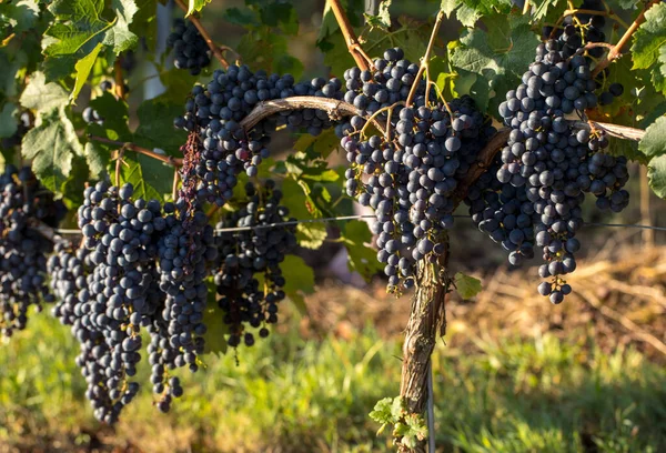 Close Uvas Vermelhas Merlot Vinha Médico Gironda Aquitânia França — Fotografia de Stock