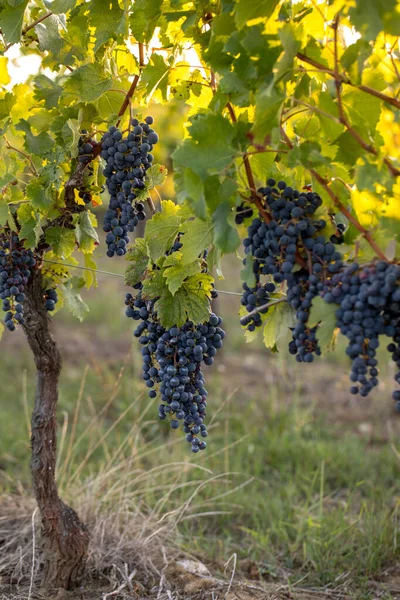 Röda Vindruvor Redo För Skörd Och Vinproduktion Saint Emilion Frankrike — Stockfoto