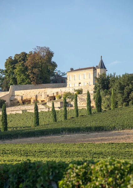 Uvas Tintas Maduras Hileras Viñas Viñedo Clos Madeleine Antes Vendimia — Foto de Stock