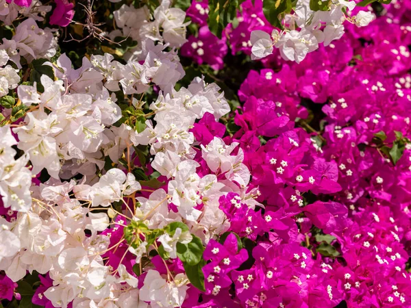 Цветущие Красно Белые Бугенвиллии Острове Санторини — стоковое фото