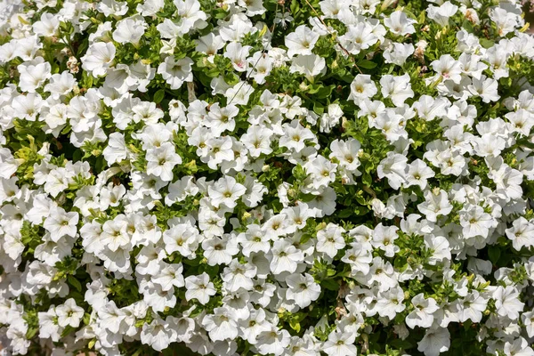 Viele Weiße Petunienblüten Park Hintergrund — Stockfoto