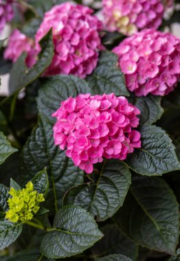  Bahçedeki güzel pembe bir ortancaya yakın çekim