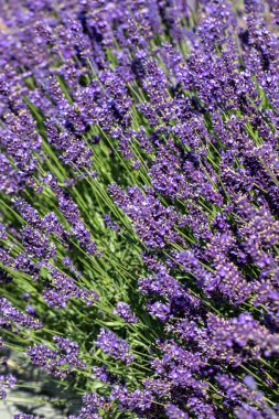  Fransa, Sault yakınlarındaki Provence 'de açan lavanta çiçekleri.