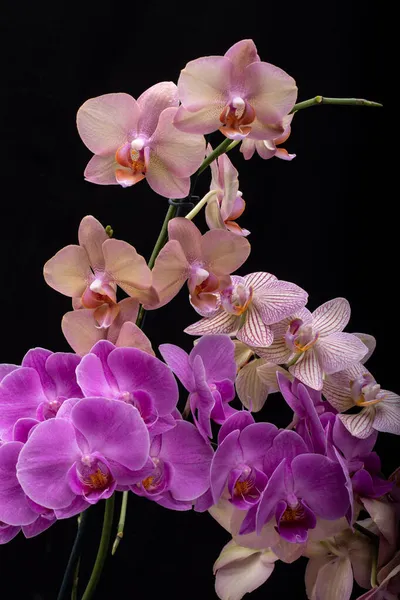 Krása Barevné Orchidej Květiny Izolované Černém Pozadí — Stock fotografie