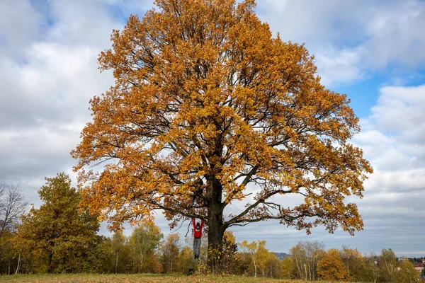 Ochojno Poland November 2020 Oak Tree Golden Autumn Foliage Sunny — Stock Photo, Image