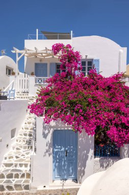 Yunanistan 'ın Cyclades kentindeki Santorini Adası' ndaki Oia 'da beyazlatılmış evin duvarına tırmanan kırmızı begonviller. 