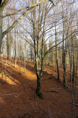 Gümüş-kayın ağacı dalları kuru yaprakları karşı