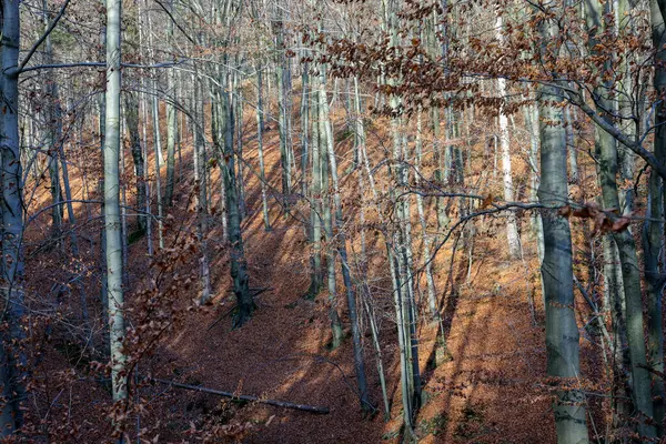 Gümüş Kayın Ağacı Dalları Kuru Yaprakları Karşı — Stok fotoğraf