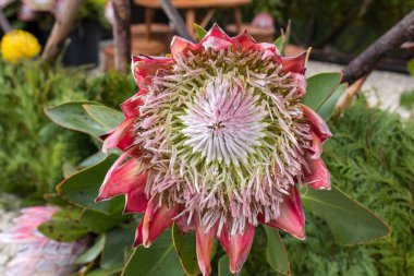  Kral protea veya protea cynaroides Güney Afrika 'nın ulusal çiçeği.