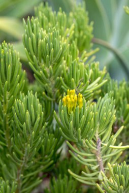 Barberton Groundsel veya Succulent Bush Senecio, Senecio berbertonicus, Madeira Adası Funchal 'da..