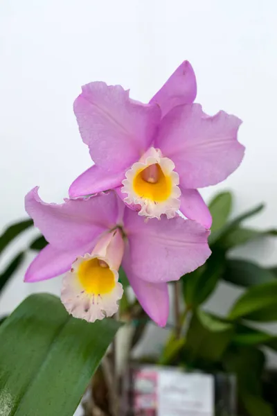 Primer Plano Flor Rosa Orquídea Belleza — Foto de Stock