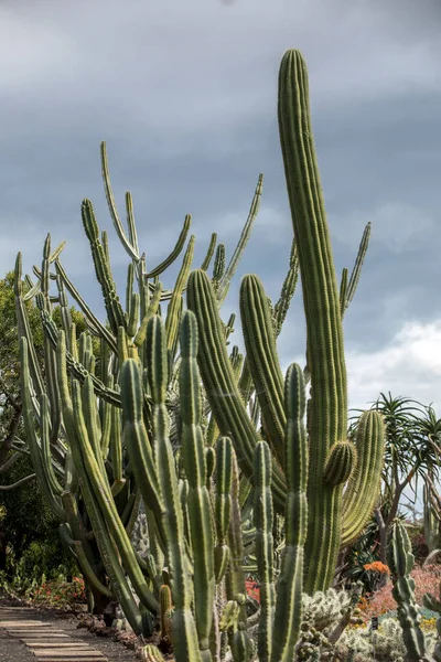 Suculento Cactus Verde Jardín Botánico —  Fotos de Stock