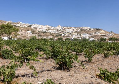 Assyrtiko - Yunanistan 'ın Santorini Adası' ndaki şarap mahzeninde yerel şarap üzümü