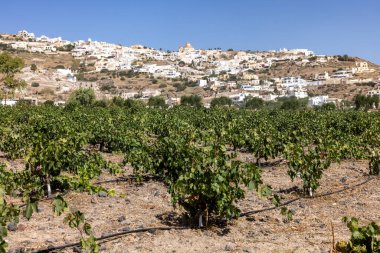 Assyrtiko - Yunanistan 'ın Santorini Adası' ndaki şarap mahzeninde yerel şarap üzümü