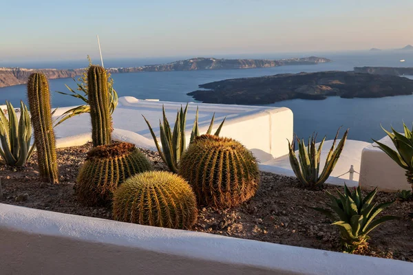 Großaufnahme Von Kakteen Und Aloe Die Einem Blumenbeet Auf Santorin — Stockfoto