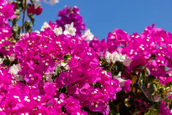 Blühende Rote Bougainvilleen Auf Der Insel Santorin — Stockfoto