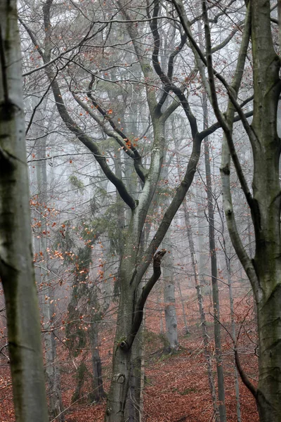 Gümüş Kayın Ağacı Dalları Kuru Yaprakları Karşı — Stok fotoğraf