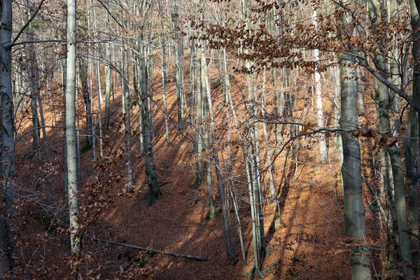 Stříbro Bukové Kmeny Proti Suché Listí — Stock fotografie