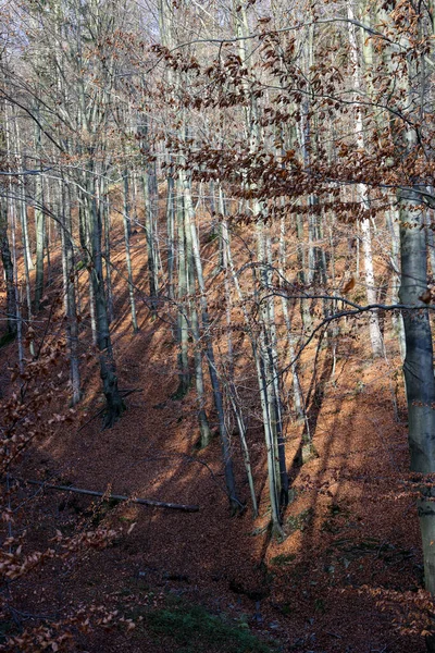 Gümüş Kayın Ağacı Dalları Kuru Yaprakları Karşı — Stok fotoğraf