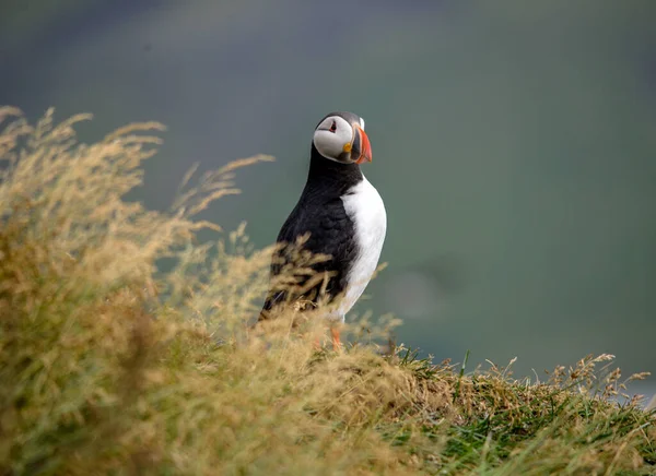 Atlantische Papegaaiduiker Ook Bekend Als Gewone Papegaaiduiker — Stockfoto