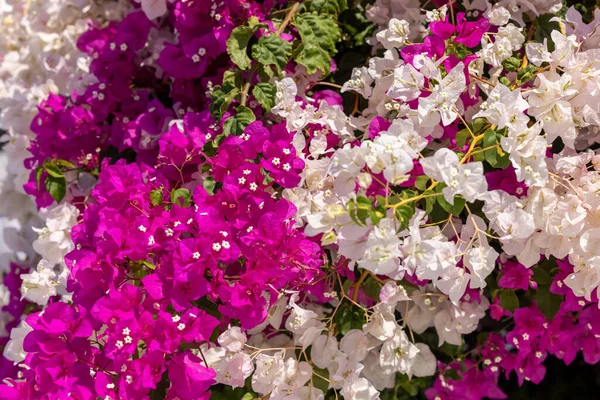 Цветущие Красно Белые Бугенвиллии Острове Санторини — стоковое фото