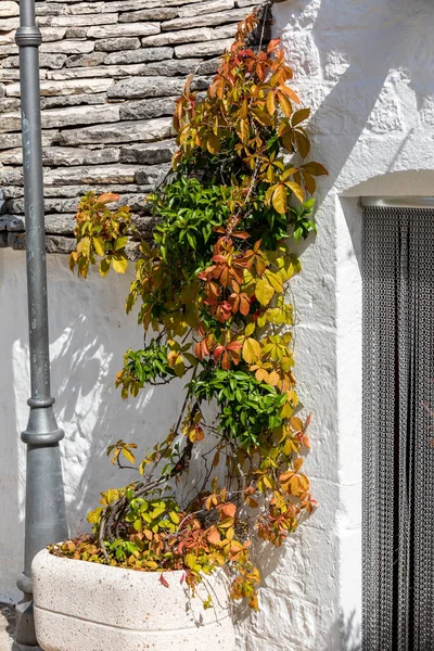 Trulli Casa Cubierta Vides Alberobello Puglia Italia —  Fotos de Stock