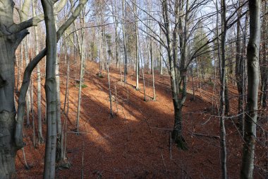 Gümüş-kayın ağacı dalları kuru yaprakları karşı
