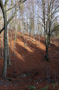 Gümüş-kayın ağacı dalları kuru yaprakları karşı
