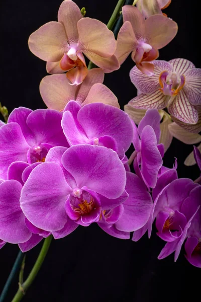 Bellezza Fiori Orchidea Colorati Isolati Sfondo Nero — Foto Stock