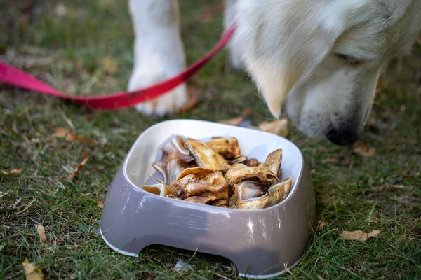 Gegrilde Varkensoren Een Restaurant Met Een Hondenmenu — Stockfoto