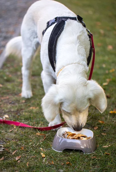 Ψητά Χοιρινά Αυτιά Εστιατόριο Μενού Σκύλου — Φωτογραφία Αρχείου
