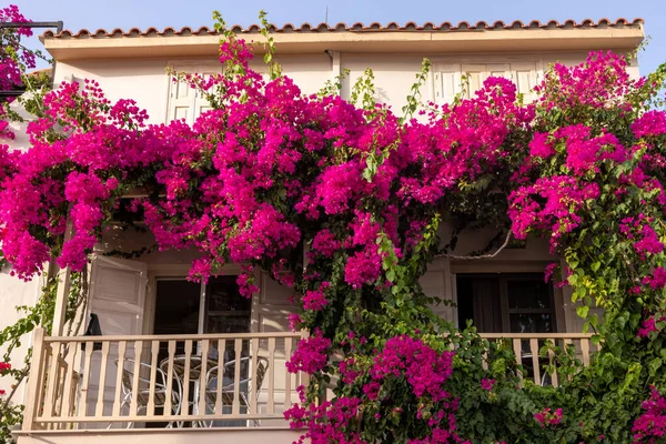 Bougainvilliers Rouges Grimpant Sur Mur Maison Rethymnon Crète Grèce — Photo