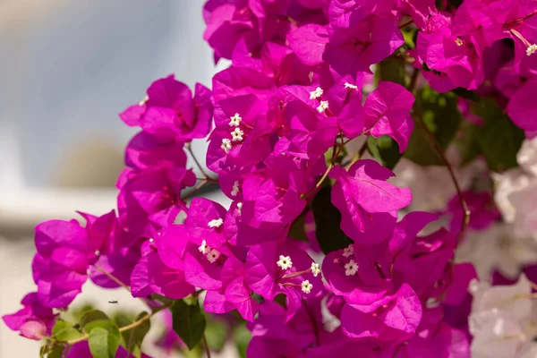 Blühende Rote Bougainvilleen Auf Der Insel Santorin — Stockfoto