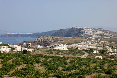 Assyrtiko - Yunanistan 'ın Santorini Adası' ndaki şarap mahzeninde yerel şarap üzümü