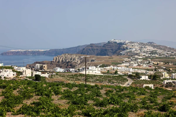 Assyrtiko Yunanistan Santorini Adası Ndaki Şarap Mahzeninde Yerel Şarap Üzümü — Stok fotoğraf
