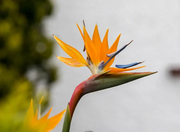 Strelitzia Fleurs Tropicales Oiseau Paradis Sur Île Madère Portugal — Photo