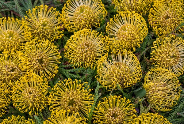 Żółty Kwiat Pincushions Lub Leucospermum Condifolium — Zdjęcie stockowe