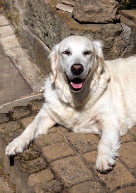 Bahçedeki güzel Golden Retriever 'a yaklaş
