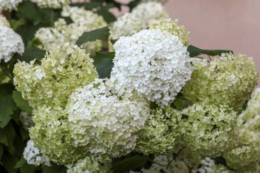  Bahçedeki güzel beyaz bir ortancaya yakın çekim