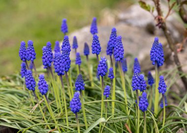 Üzüm Sümlü Muscari Ermenistan Baharın Başında Çiçek Açar. 
