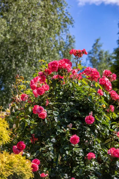 Roses Rouges Sur Branche Dans Jardin — Photo