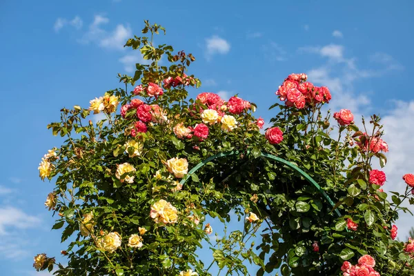 Rote Und Gelbe Rosen Zweig Garten — Stockfoto