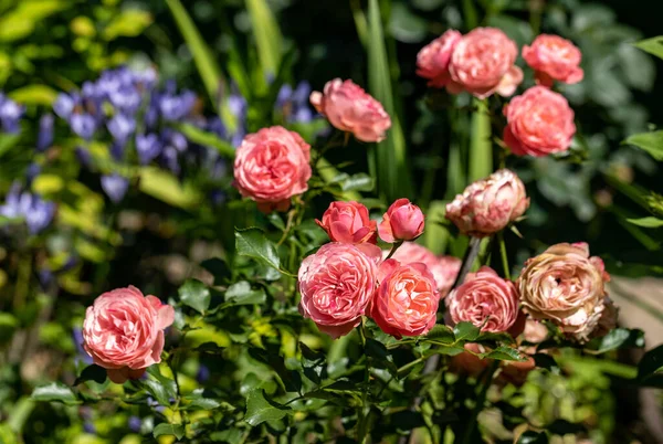 Rote Rosen Ast Garten — Stockfoto