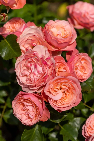 Rosas Cor Rosa Ramo Jardim — Fotografia de Stock