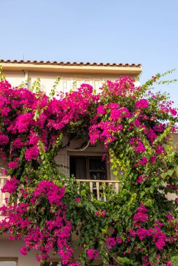 Yunanistan, Girit 'te Rethymnon' daki evin duvarına tırmanan kırmızı begonviller 
