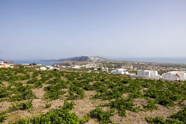 Assyrtiko Yunanistan Santorini Adası Ndaki Şarap Mahzeninde Yerel Şarap Üzümü — Stok fotoğraf