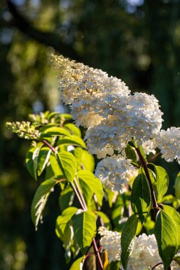  Bahçedeki güzel beyaz bir ortancaya yakın çekim