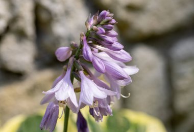 Hosta Lanceolata yazın bahçede çiçek açar. 