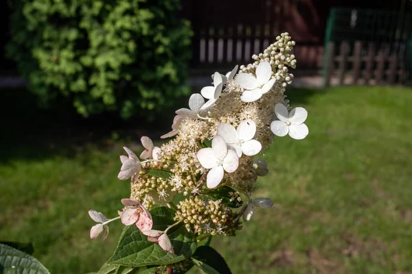 Nahaufnahme Einer Schönen Weißen Hortensie Garten — Stockfoto